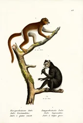 Gran lémur de cola corta, 1824